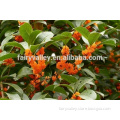 New Crop Sweet-Scented Osmanthus Fragrans Flower Tree Seeds For Planting